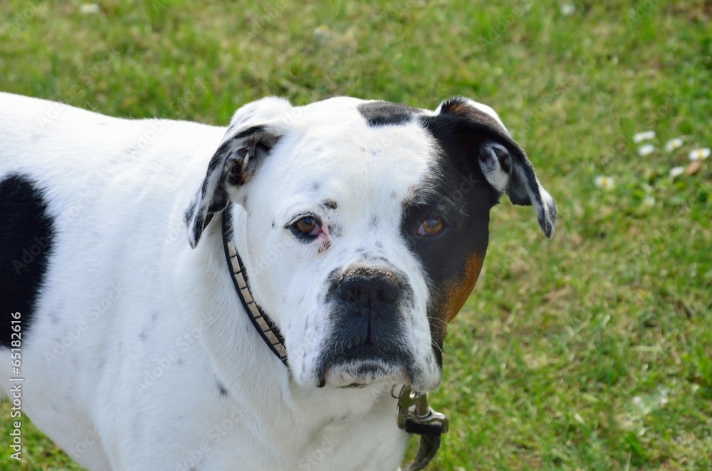 white and black staffordshire terrier looking at camera