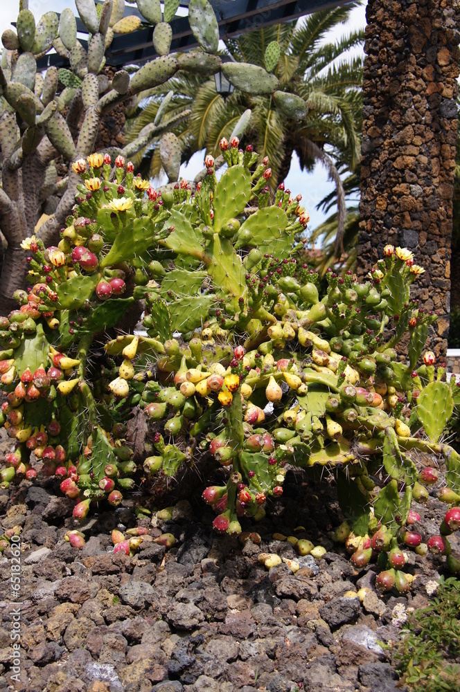 Fototapeta premium Typical Canary wild plants, cactus, prickly pear,