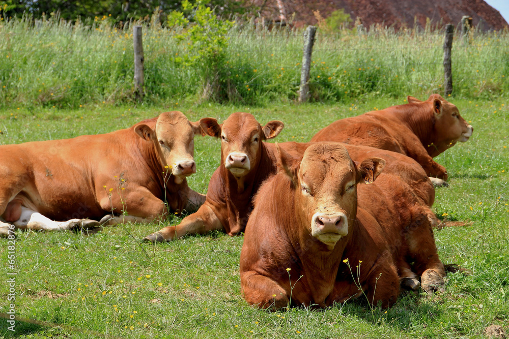 Vaches Limousines au repos. Vaches Limousines au repos.