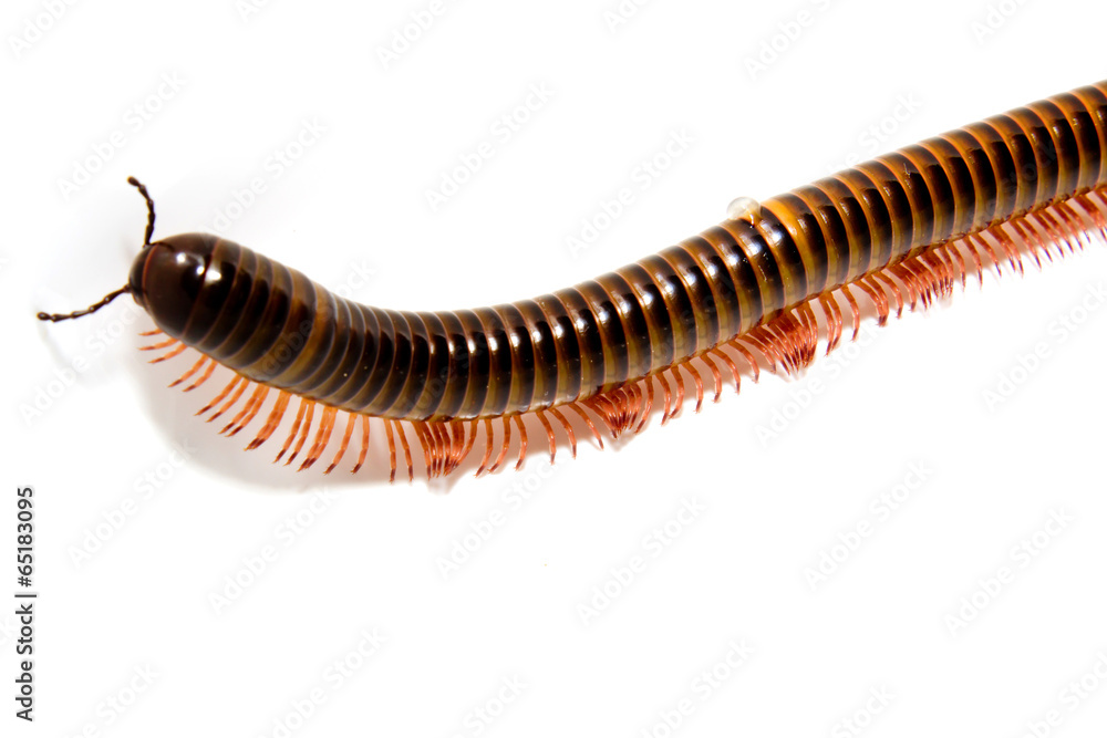 Closeup of a millepede, struggling on the white ground Closeup of a millepede, struggling on the white ground