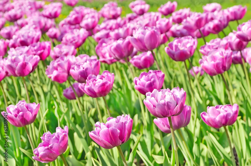 The purple tulips field