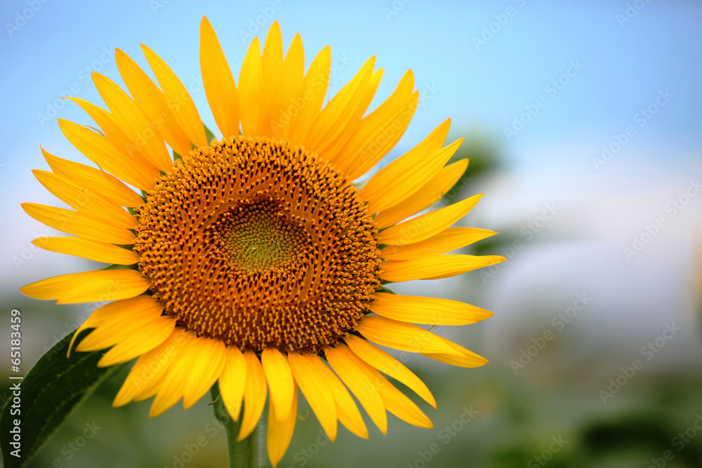 Obraz premium The image of beautiful flower