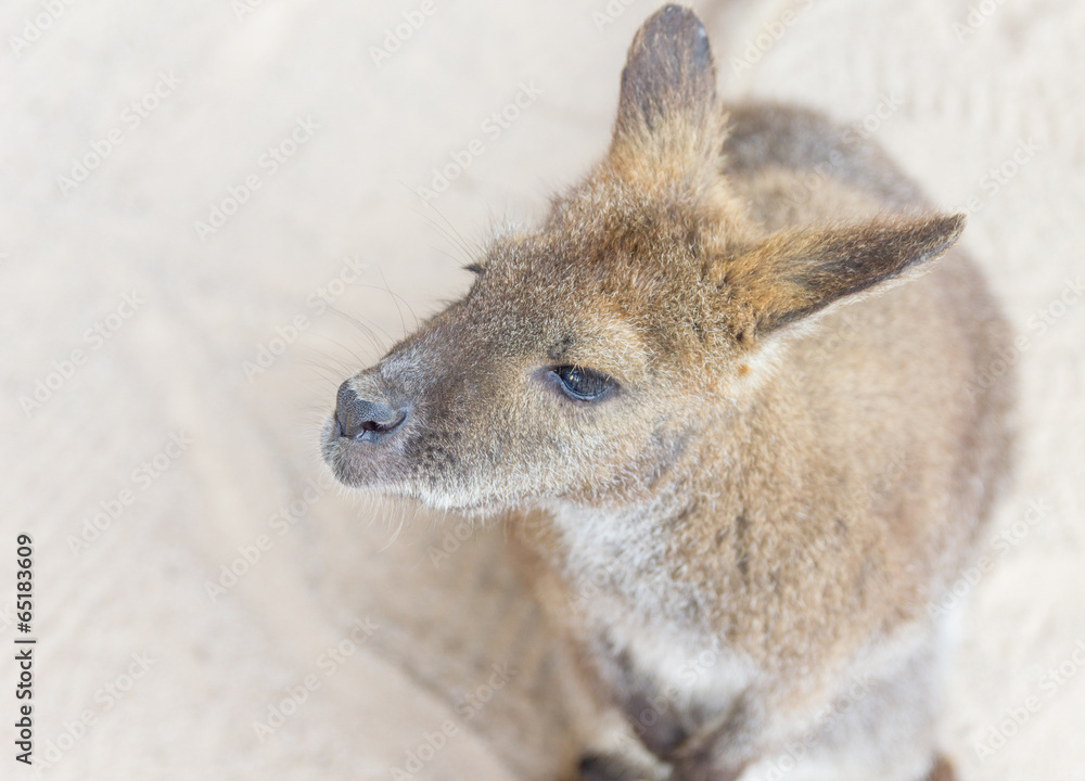 Female kangaroo from the top Female kangaroo from the top