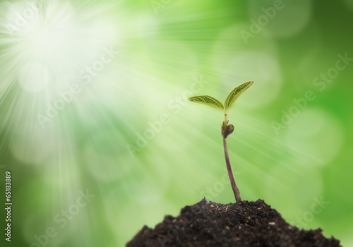 sprout