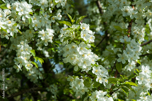 White flowers spring crabapple