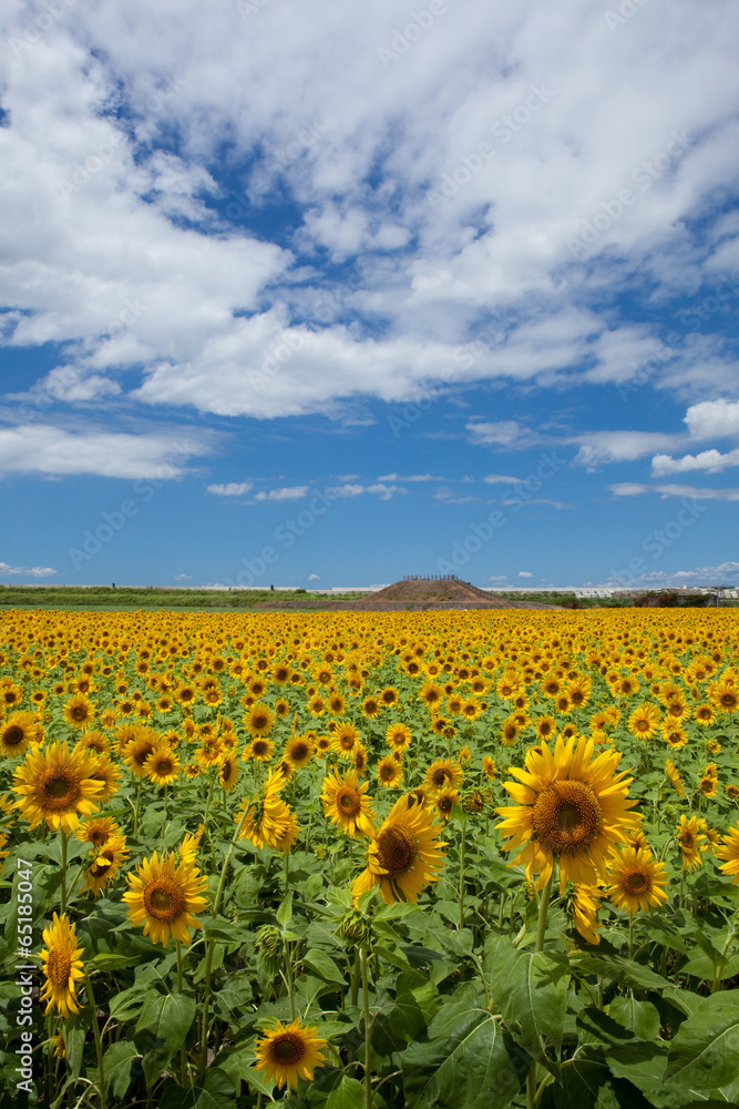 The image of beautiful flower The image of beautiful flower