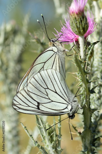 Aporia crataegi. Cópula Mariposa musgosa, Aurora. photo