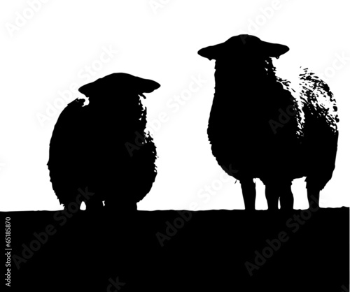 Two Welsh Sheep