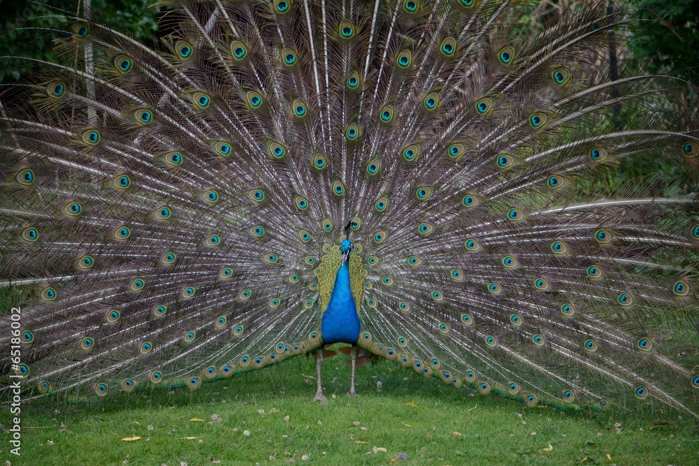 Obraz premium pfau in freiem