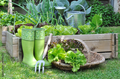 panier de salade près d'un carré potager