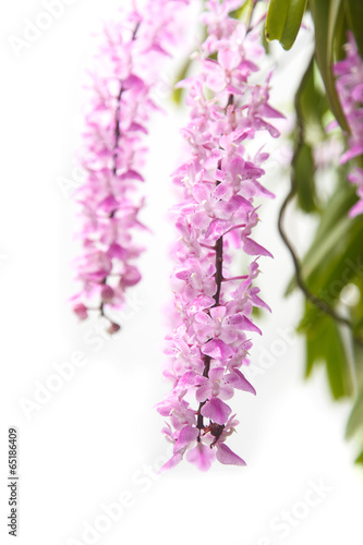 Tropical orchid flower  Aerides multiflora Roxb  bloom