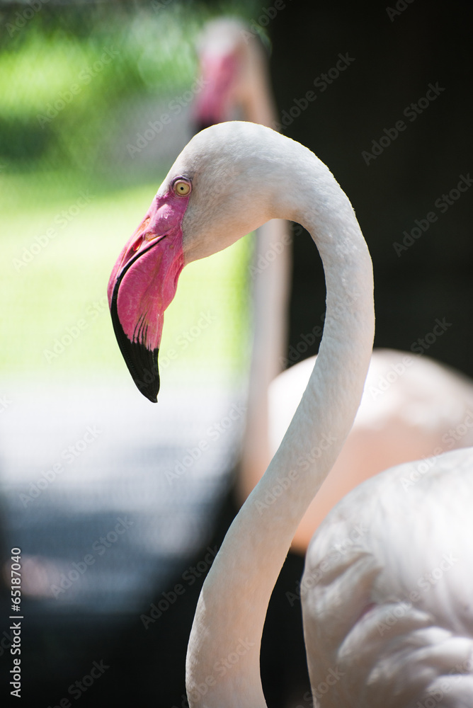 Naklejka premium Flamingo Close up