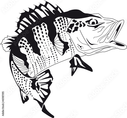 Brazilian fish tucunaré