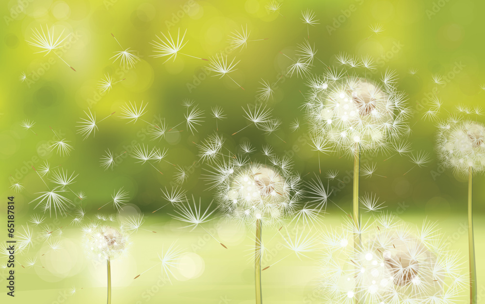 Naklejka premium Vector spring background with white dandelions.
