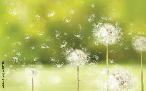 Vector spring background with white dandelions.