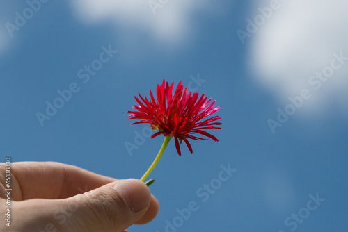 Fototapeta Naklejka Na Ścianę i Meble -  雛菊を持つ手