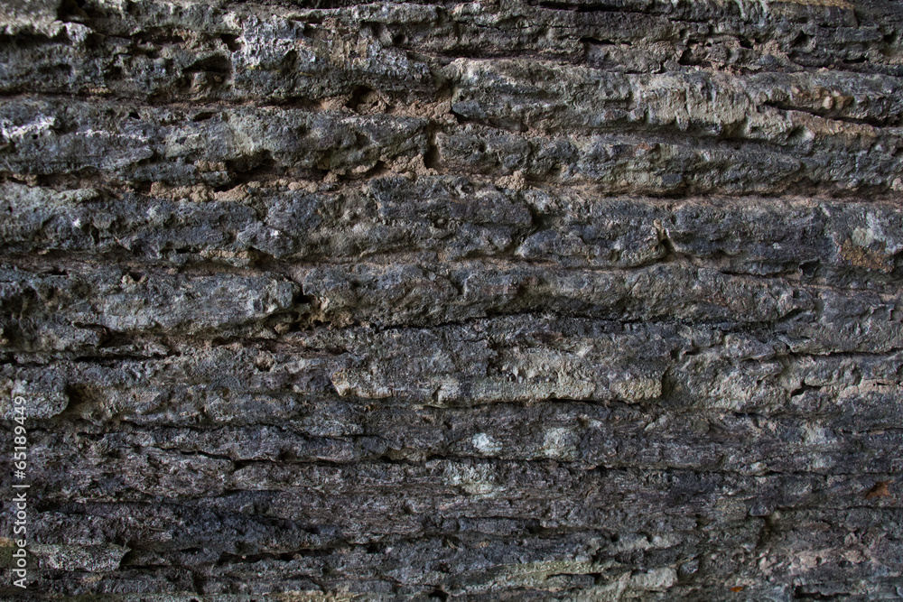 Tree surface,bark texture