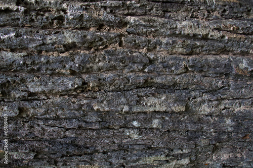 Tree surface,bark texture