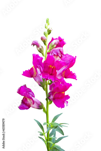 Pink snapdragon flower isolated