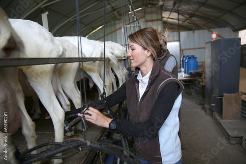 Breeder in barn ready for goat milking photo