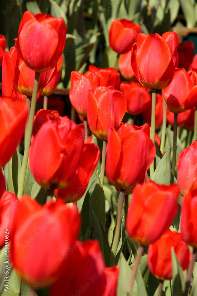red tulip blossoms in spring field red tulip blossoms in spring field