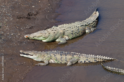 Large American Crocodiles in Costa Rica photo
