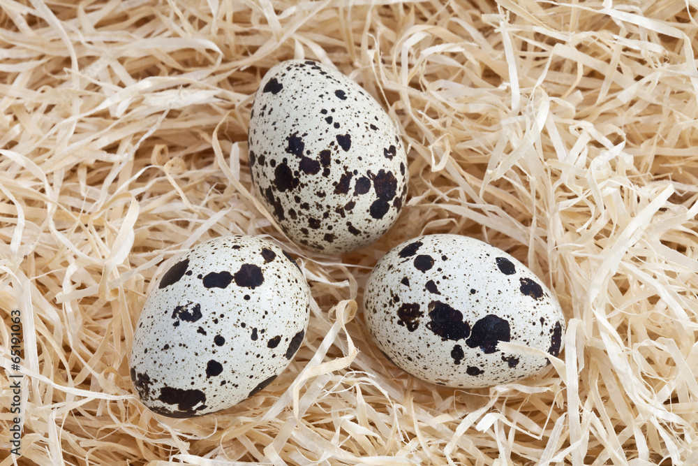 Wachteleier im Nest , erhöhte Ansicht Wachteleier im Nest , erhöhte Ansicht
