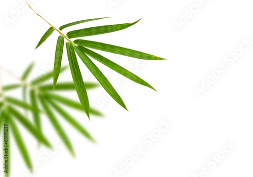 bamboo leaves isolated on white background