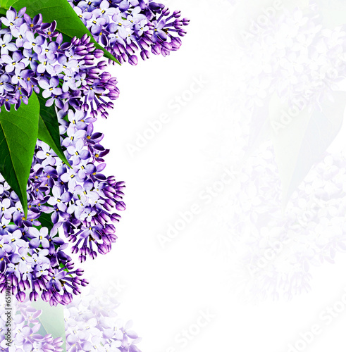 lilac flowers