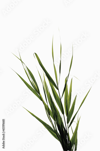 Reeds vor weißem Hintergrund