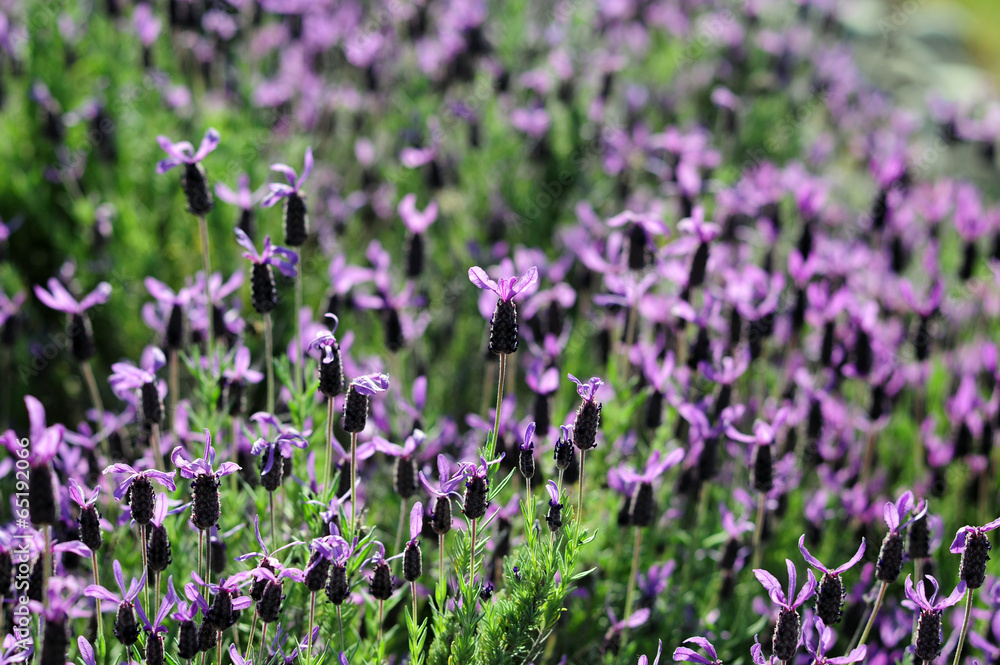 French lavender-2