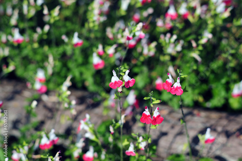 Salvia greggii-1