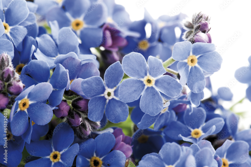 Vergissmeinnicht (Myosotis sylvatica) Vergissmeinnicht (Myosotis sylvatica)