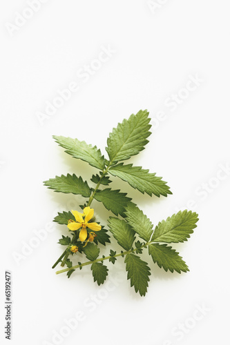 Nahaufnahme von agrimony auf weißem Hintergrund