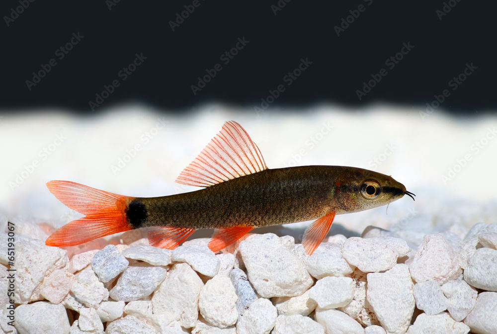 Fototapeta premium Rainbow shark catfish