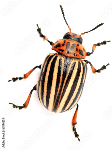 Картината върху платно colorado beetle
