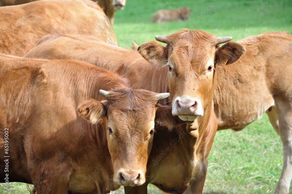 Cows in meadows