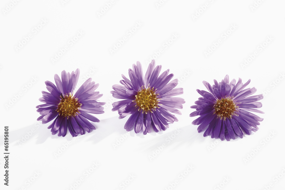 Fototapeta premium Lila Herbst aster auf weißem Hintergrund