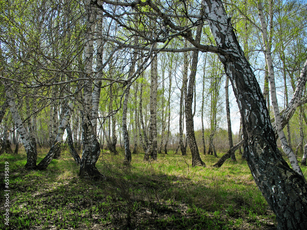 Birch copse. Spring landscape