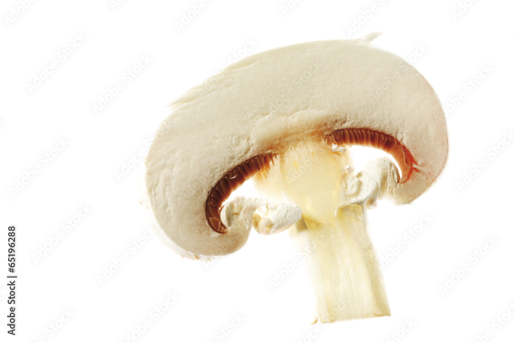 Champignonscheibe , close-up