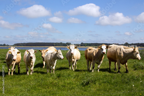 Kühe stehen in einer Reihe