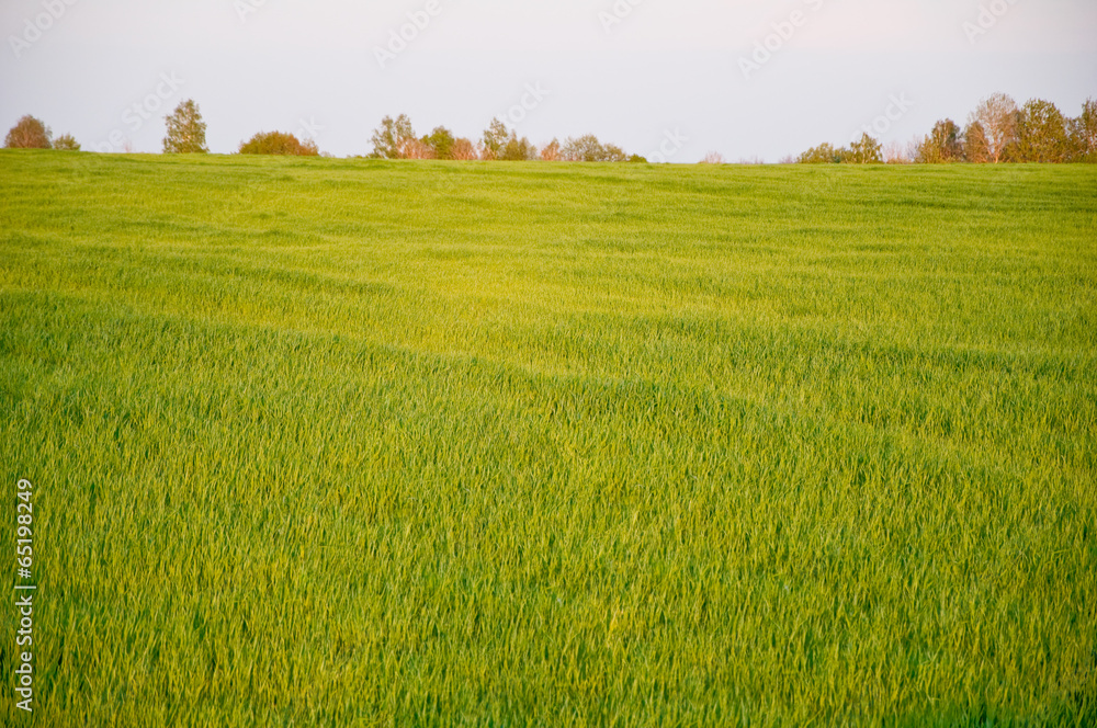 Green field and lush forest on the background. Green field and lush forest on the background.