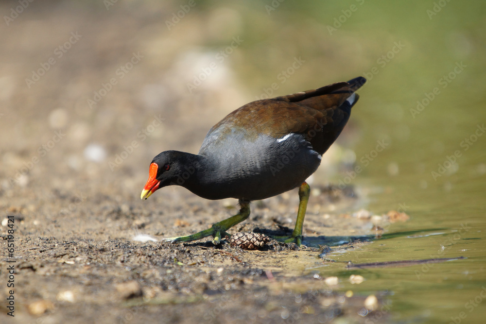 Moorhen, Gallinula Chloropus