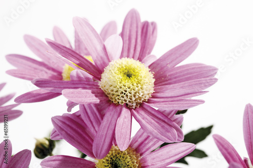 Chrysanthemum Blume  Chrysanthemum indicum   close-up