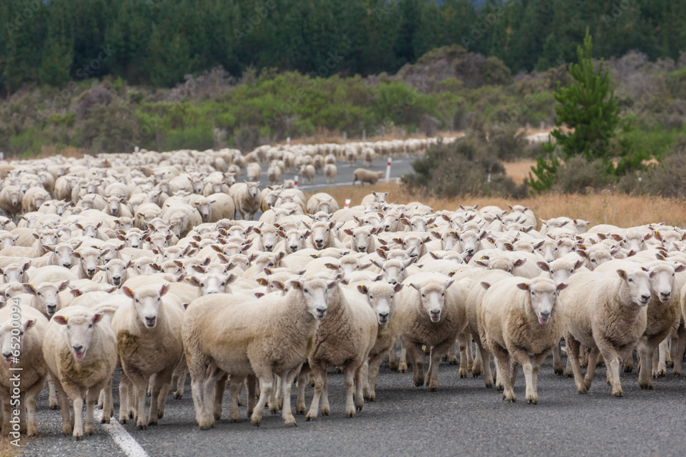 New Zeland sheeps