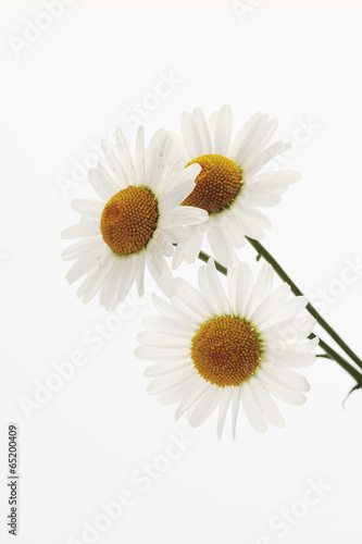 Marguerite close up