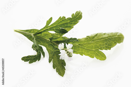 Fototapeta Naklejka Na Ścianę i Meble -  Nahaufnahme von Eisenkraut auf weißem Hintergrund