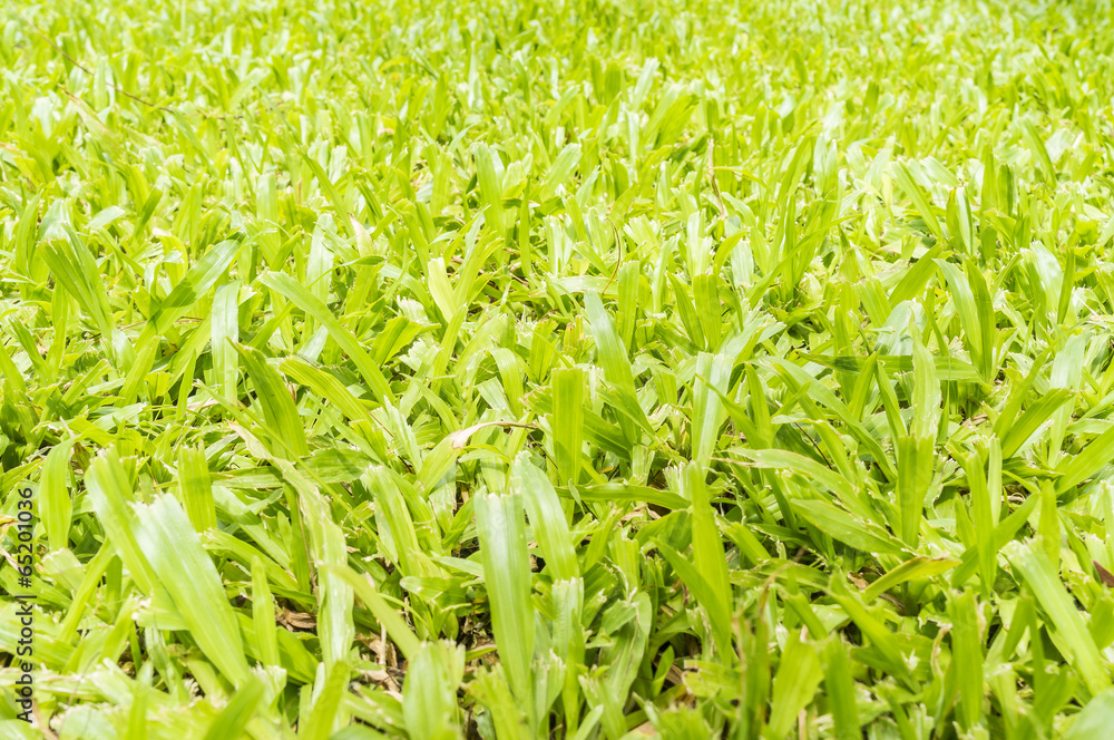 Fototapeta premium Grass