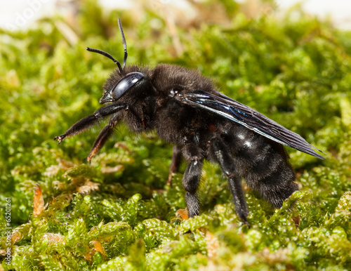 Macro of borer bee in moss side-view