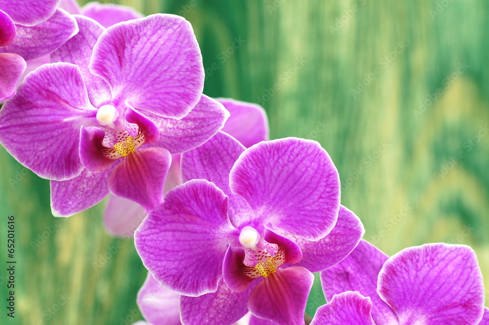 przepiękne orchidee na drewnianym tle  - obrazy, fototapety, plakaty 